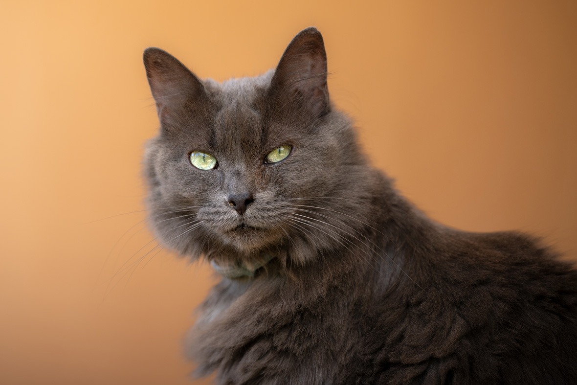 Cat Berta