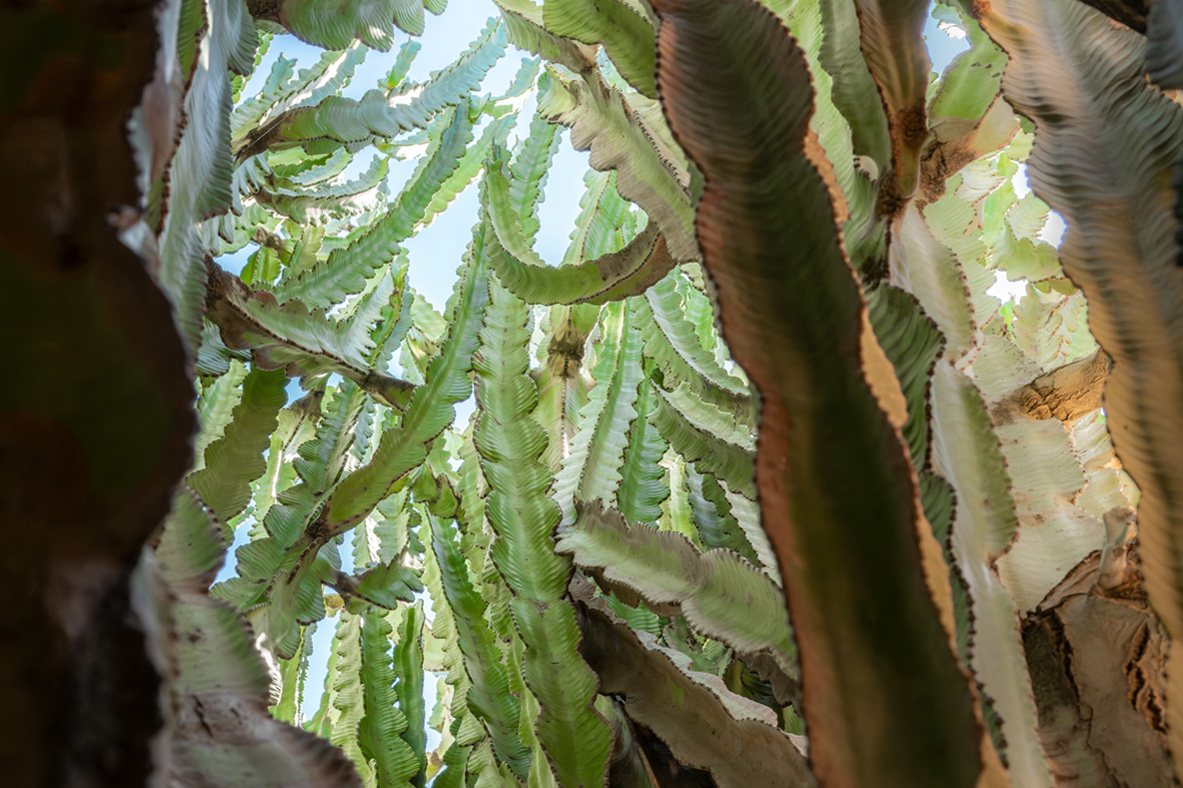 Indoor Garden