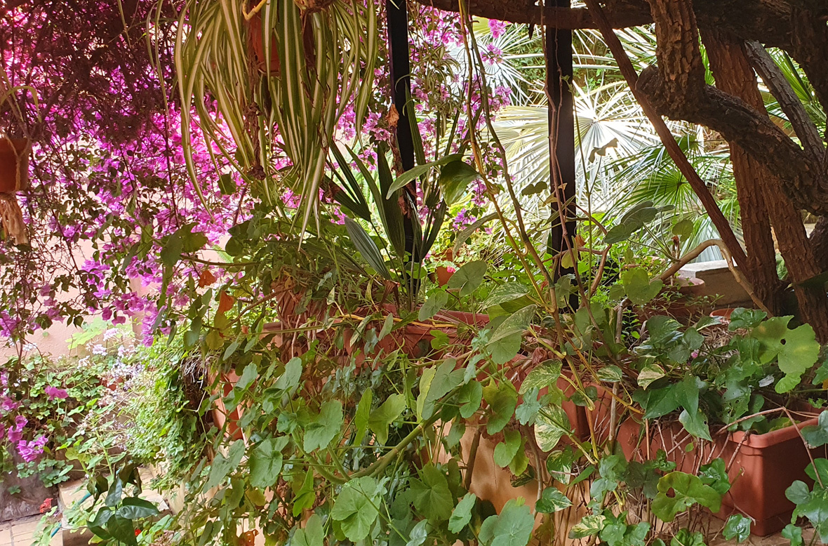 Indoor Garden