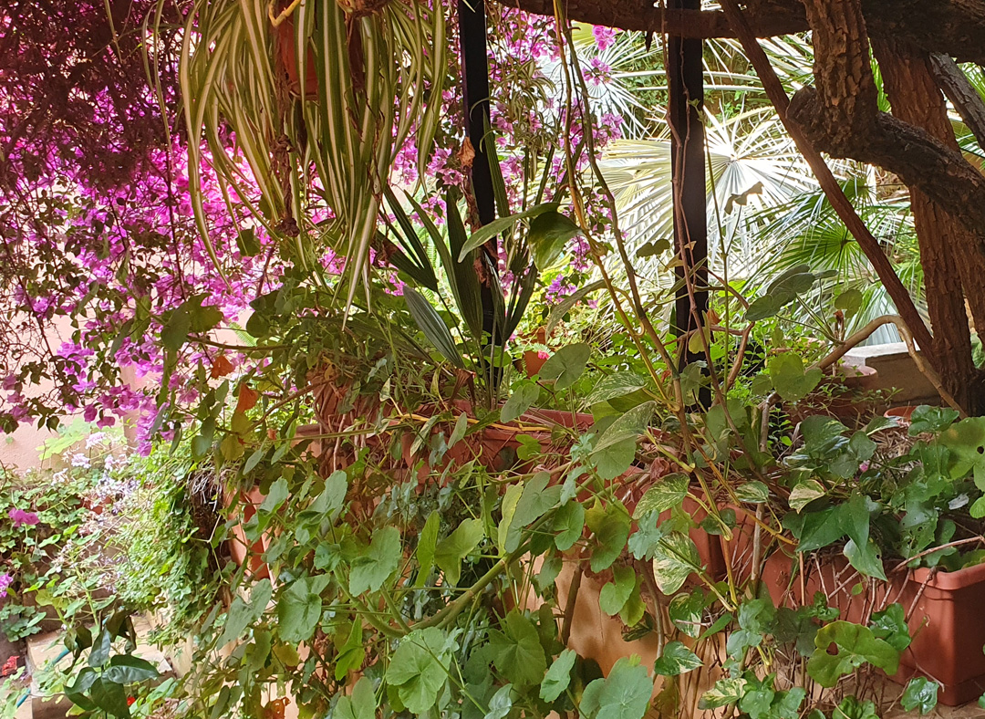 Indoor Garden